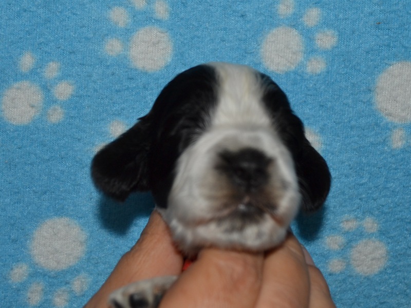 7. fenka-červená st..JPG